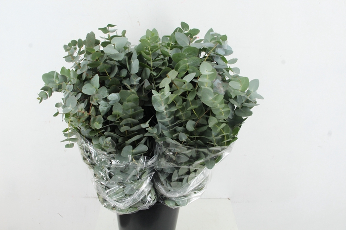 <h4>EUC CINEREA 400GR</h4>