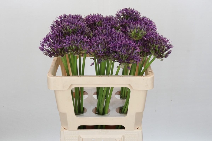 <h4>Allium Jackpot</h4>