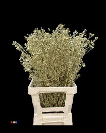 <h4>Waxflower Gold</h4>