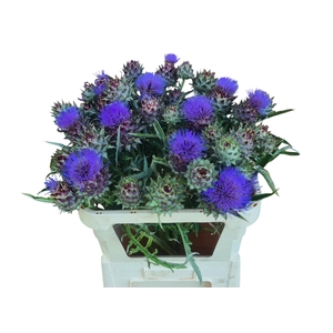 CYNARA CARDUNCULUS