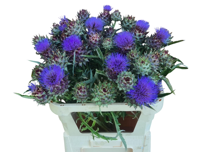 <h4>CYNARA CARDUNCULUS</h4>