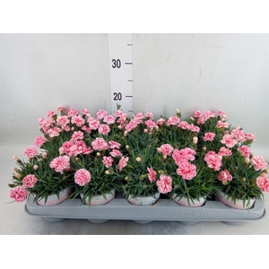 Dianthus  'Raspberry Eyes'