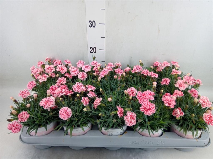 <h4>Dianthus  'Raspberry Eyes'</h4>