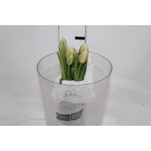 TULIPA BRANCO COM BULBOS