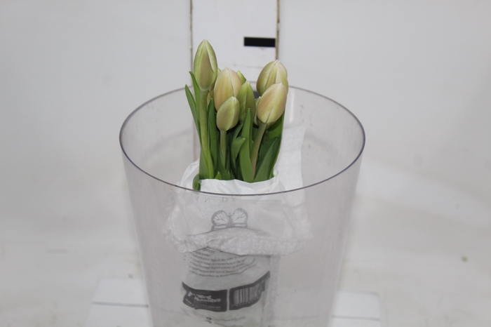 <h4>TULIPA BRANCO COM BULBOS</h4>