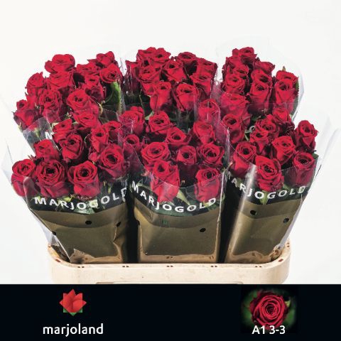 <h4>R Gr Red Naomi Marjoland 33</h4>