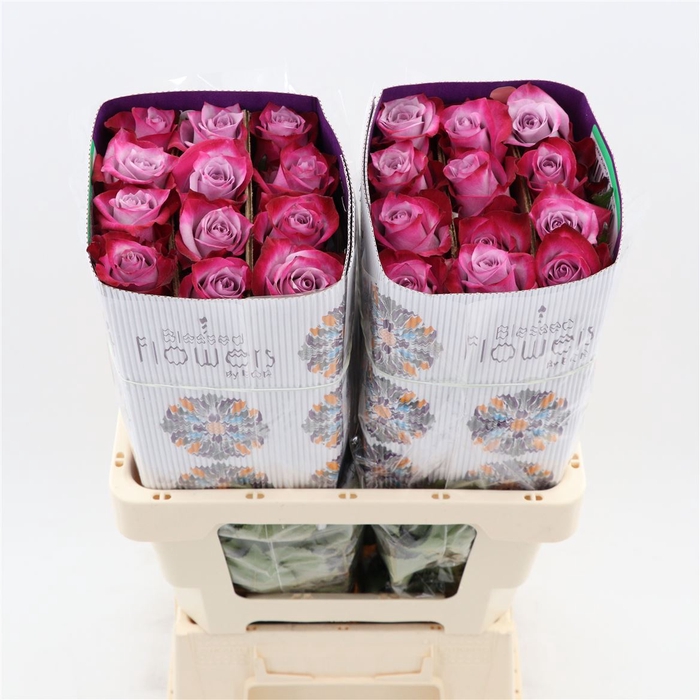 <h4>Rosa gr Deep Purple</h4>