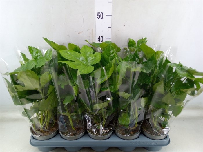 <h4>Fatsia japonica   ...</h4>