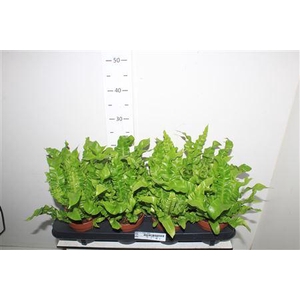 Asple Ni Crispy Wave