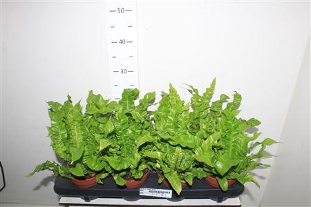 <h4>Asple Ni Crispy Wave</h4>