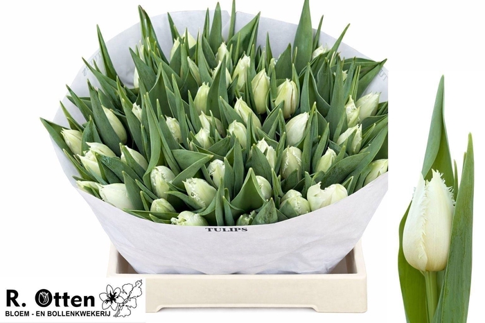 <h4>TU FR CRICKO</h4>