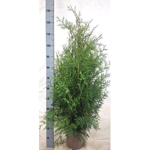 THUJA O BRABANT