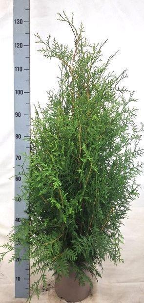 <h4>THUJA O BRABANT</h4>