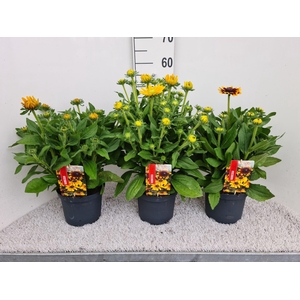 Rudbeckia