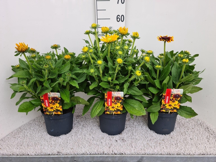 <h4>Rudbeckia</h4>