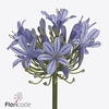 Agapanthus uri