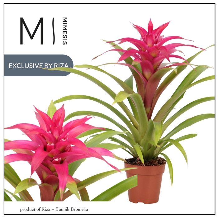 <h4>Guzmania Deseo Pink</h4>