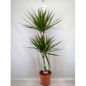 Dracaena marg.