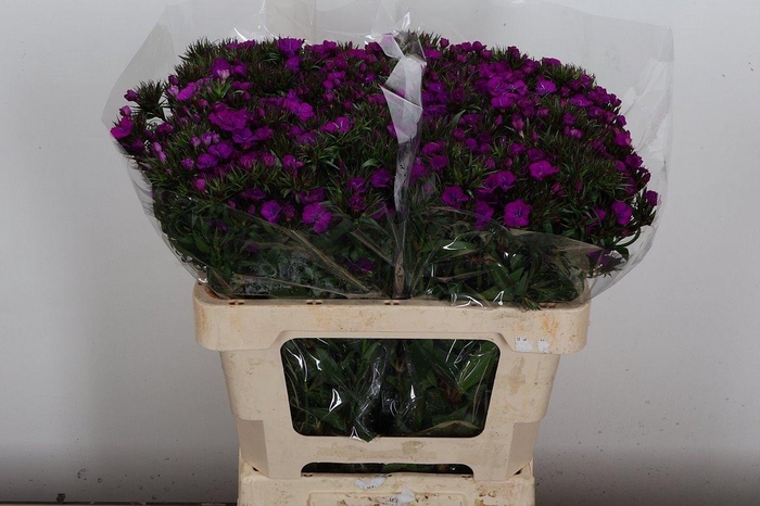 <h4>Di Barb Am Neon Purple</h4>