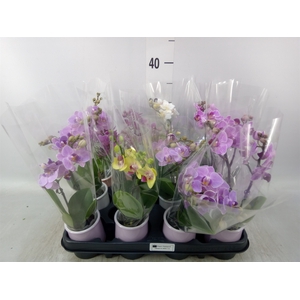 Phalaenopsis   ...mini