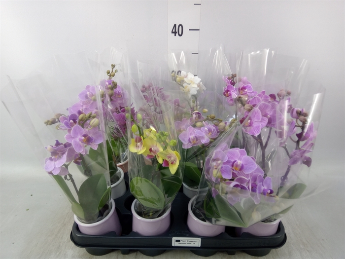 <h4>Phalaenopsis   ...mini</h4>