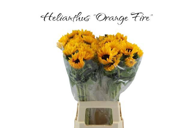 <h4>HELI ORANGE FIRE</h4>
