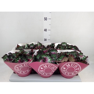 Begonia BD 'Purple Blush'