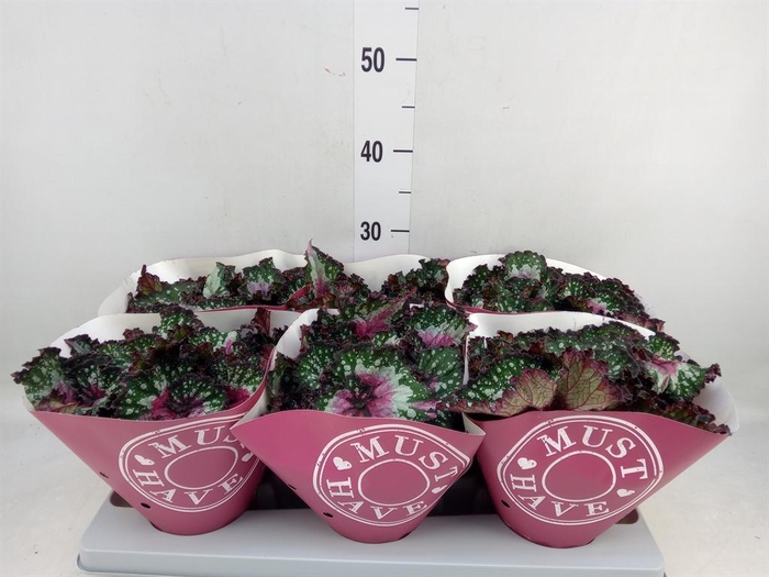 <h4>Begonia BD 'Purple Blush'</h4>