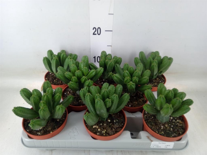 <h4>Euphorbia   ...</h4>