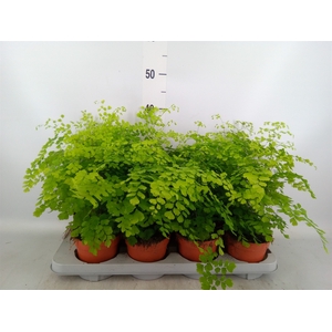 Adiantum raddi. 'Fragrans'