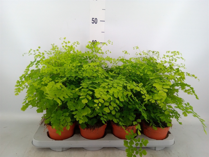 <h4>Adiantum raddi. 'Fragrans'</h4>