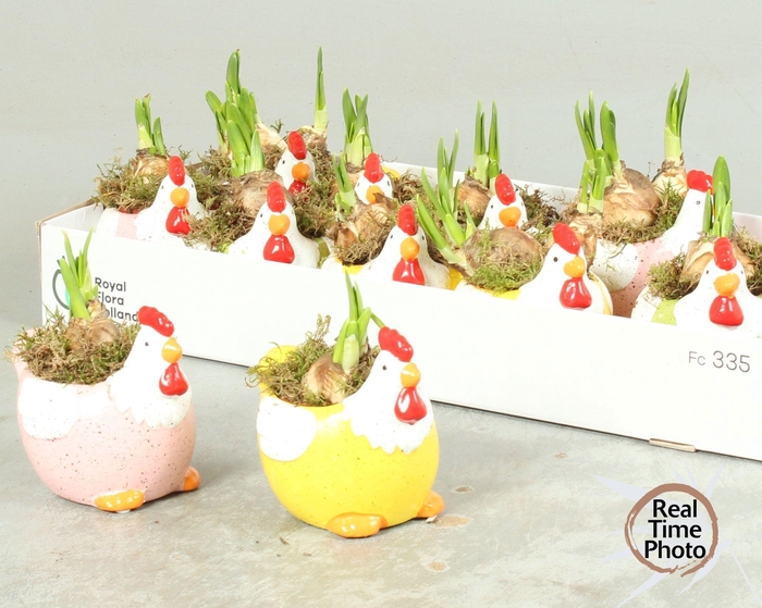 <h4>ARR NARCISSUS</h4>