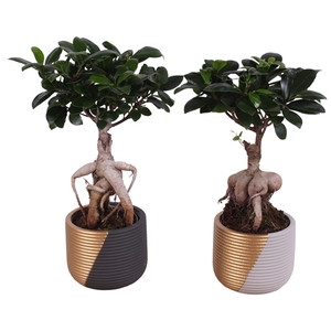 Ficus m. Ginseng Ball Shape Ø09cm in Ø11cm Ceramic PL468