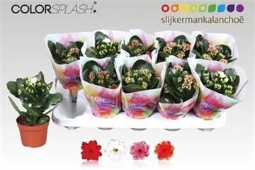 <h4>KAL GE GEM 4 KL</h4>