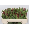 Protea Robijn