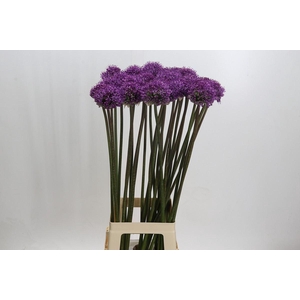 Allium  'Dark Knight'