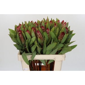 PROTEA ROBIJN
