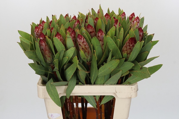 <h4>PROTEA ROBIJN</h4>