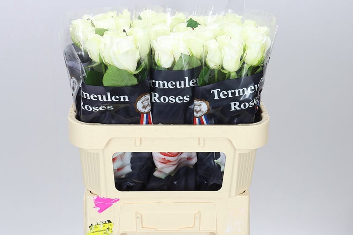 <h4>Rosa Gr Akito</h4>