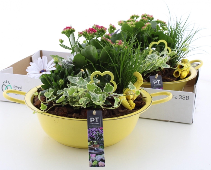 <h4>ARR TUINPLANTEN</h4>