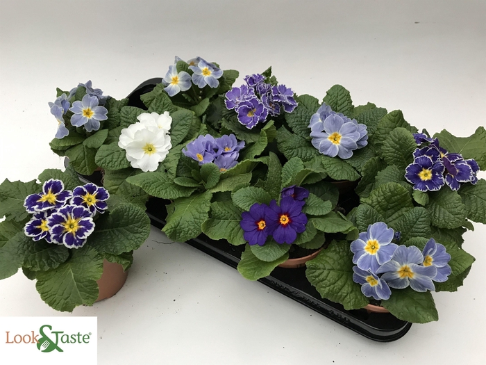 <h4>PRIM AC OVERIG</h4>