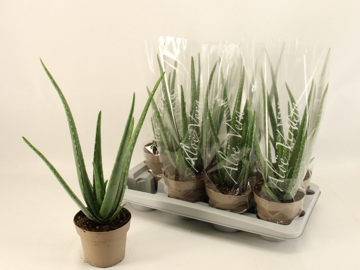 <h4>ALOE VERA</h4>