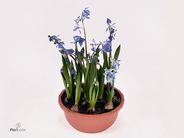 Scilla siberica