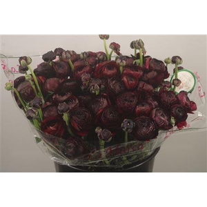 Ran... Su Nerone Super X50