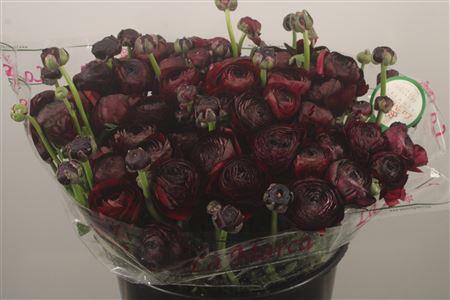 Ran... Su Nerone Super X50