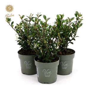 Viva Ilex crenata 'Jenny'® P10