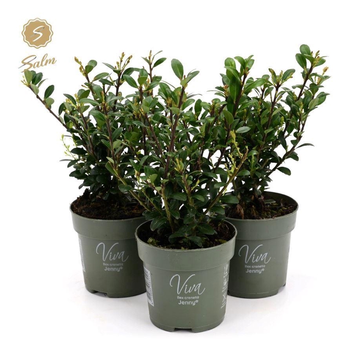 <h4>Viva Ilex crenata 'Jenny'® P10</h4>