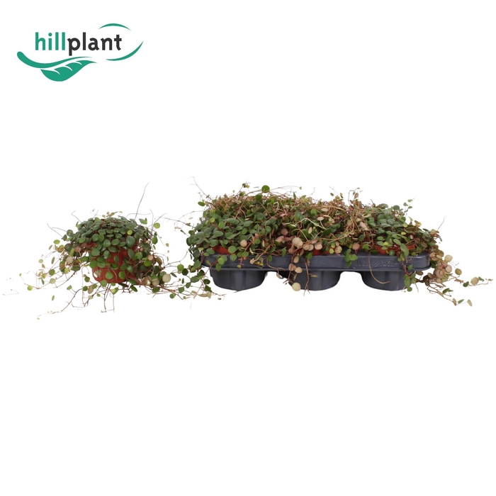 <h4>PEP PEPPERSPOT</h4>