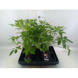 Arr.   Kamerplant Groen H%