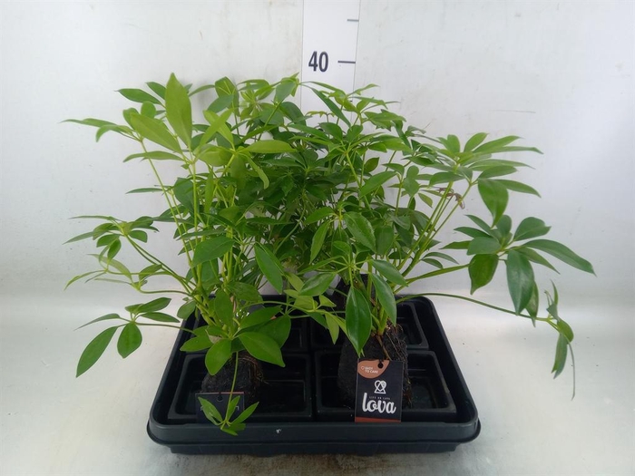 <h4>Arr.   Kamerplant Groen H%</h4>